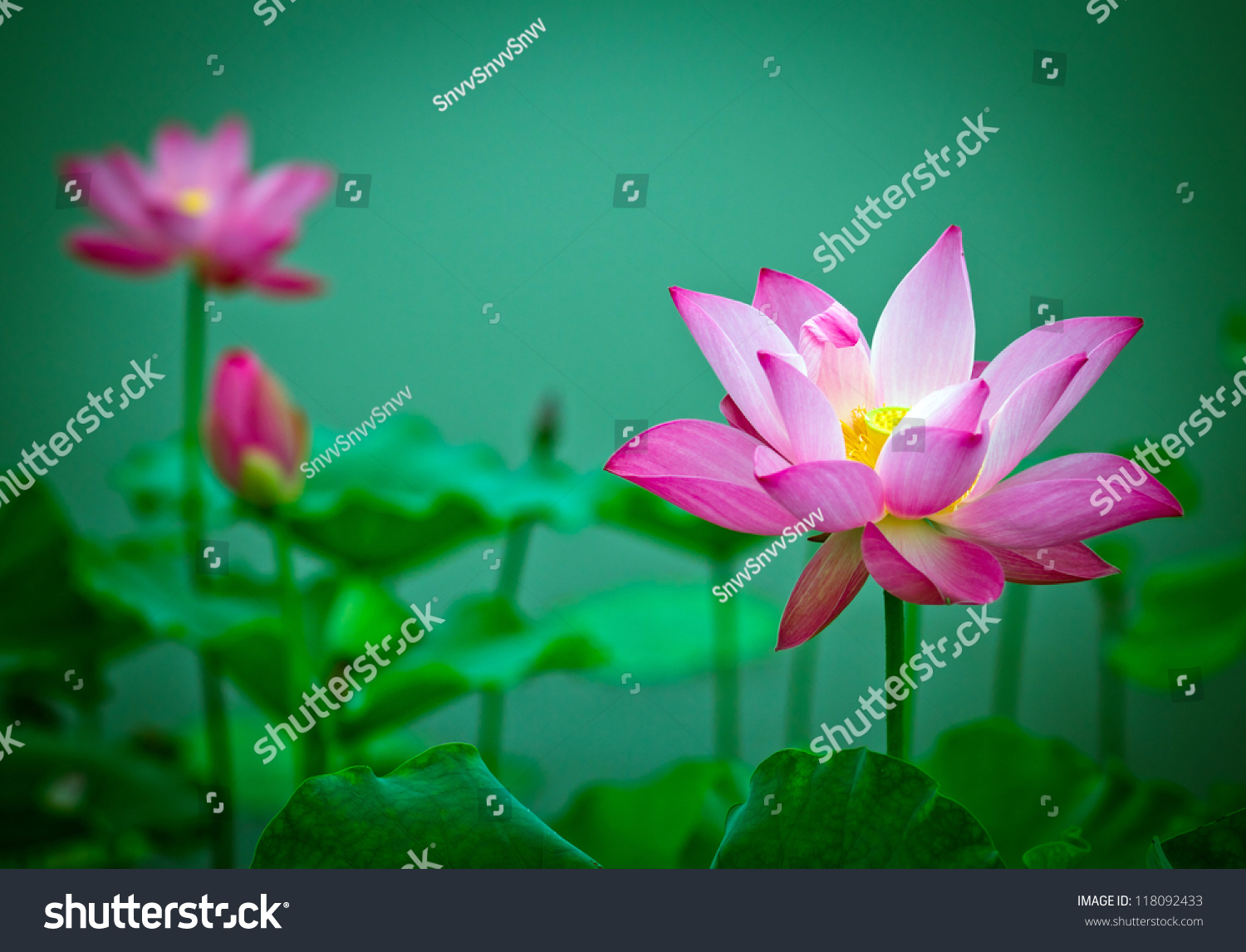 2015年9月日历精选荷叶护眼电脑桌面壁纸下载