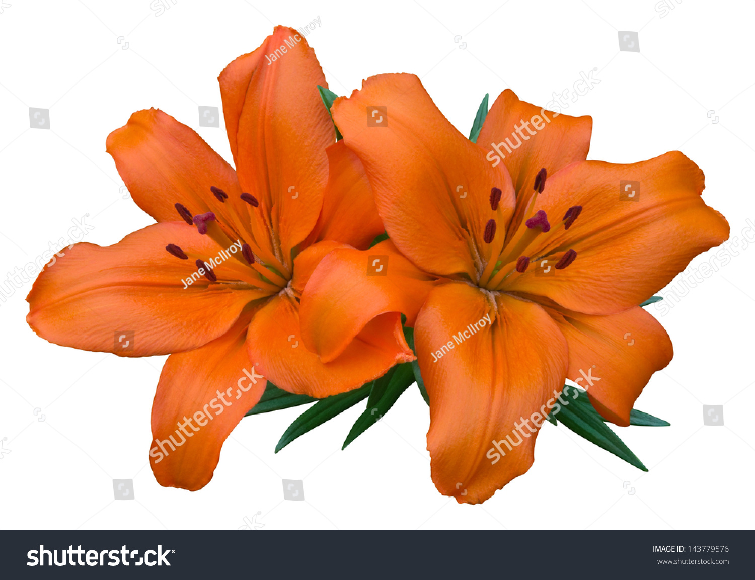 两大花朵的特写镜头明亮的橙色亚洲百合鲜花(