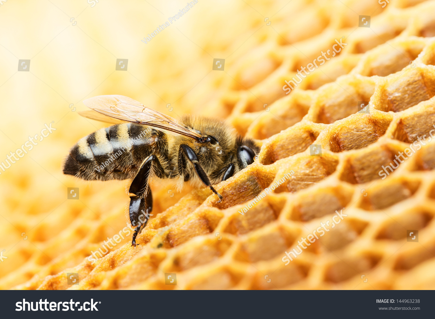 蜜蜂蜂巢图片大全大图,蜜蜂图片大全大图,各种蜜蜂图片大全大图_大山谷图库