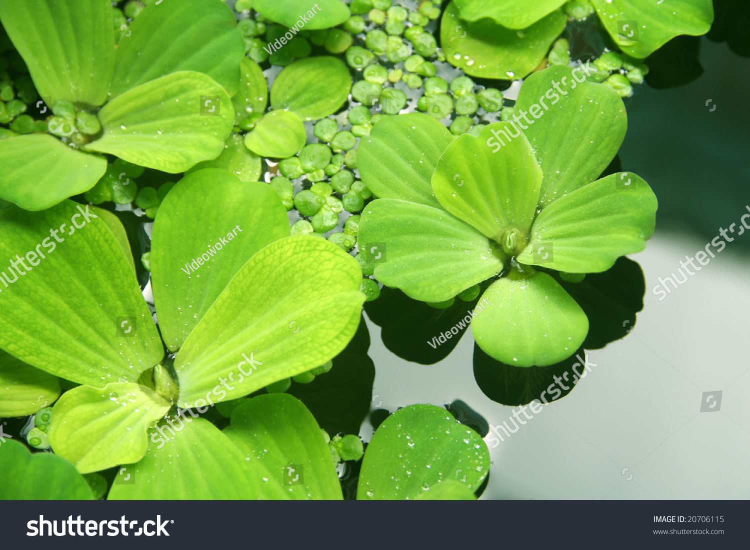 磁湖春季浮游植物群落结构调查及水质评价