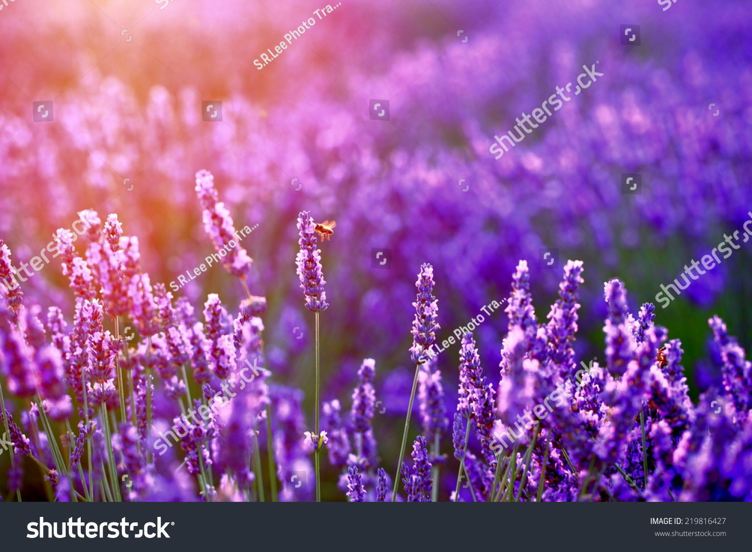 熏衣草美景屏保