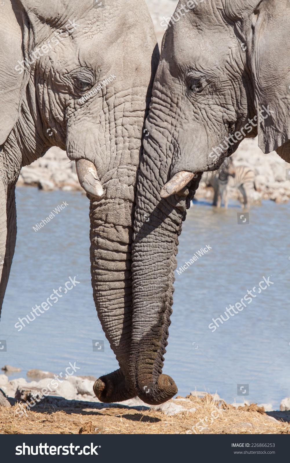 两只灰色的大象站在一起,温柔地抚摸着自己的