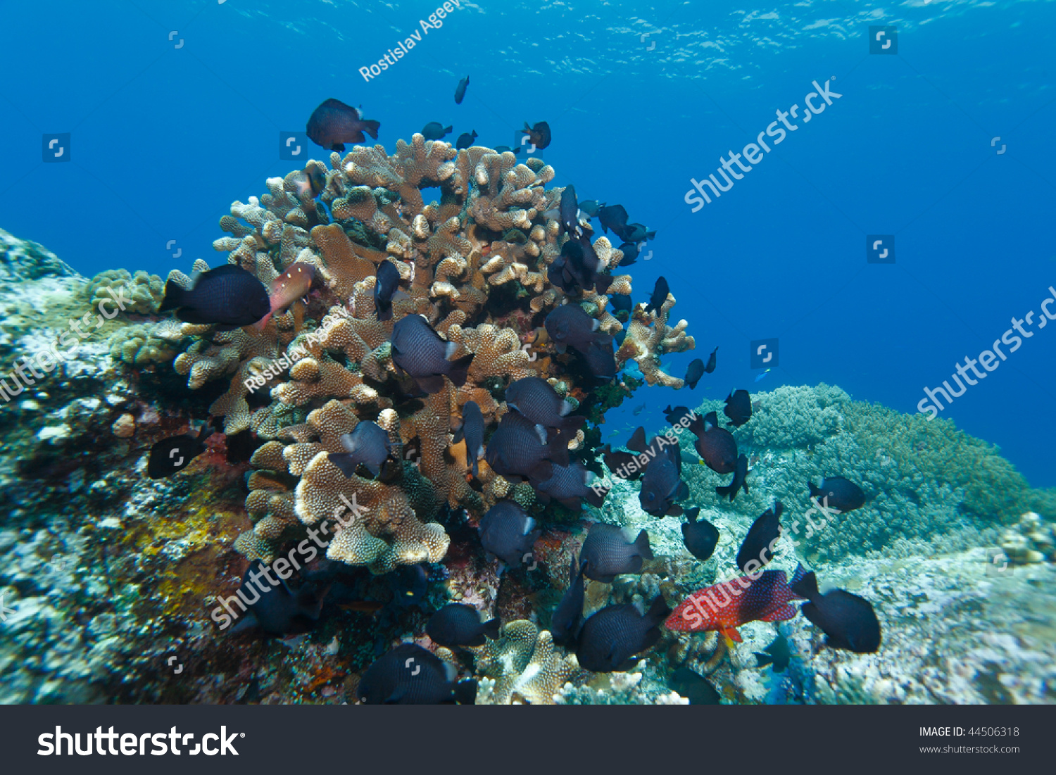 硬珊瑚和鱼类,石头城堡divesite,吉利·Lawa、N的科莫多岛,印度尼西亚 - 动物/野生生物,自然 - 站酷海洛创意正版图片,视频,音乐素材交易平台 - Shutterstock中国独家合作伙伴 - 站酷旗下品牌