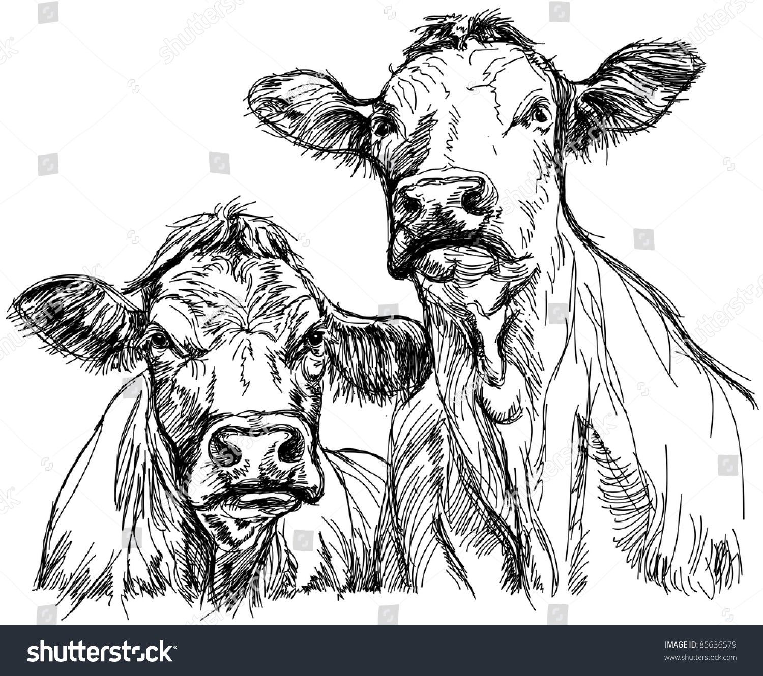 两头牛——黑白素描.位图拷贝我的矢量id 69101680