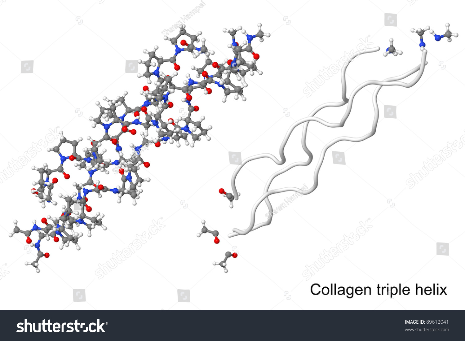 胶原蛋白三螺旋分子在不同的可视化孤立在白色背景