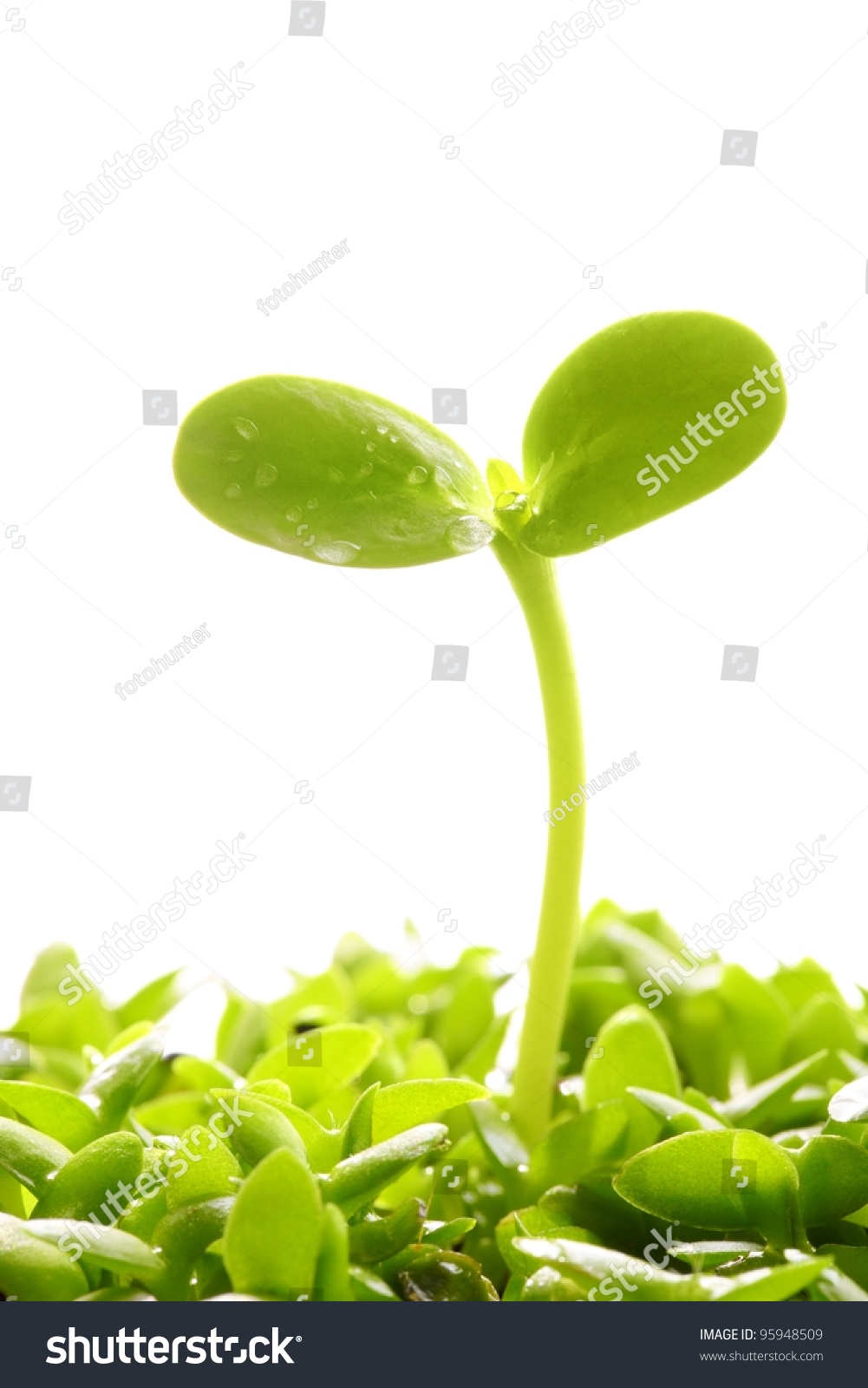췢ѿڰɫ