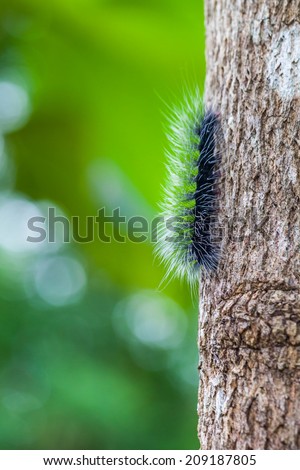 woolly bear caterpillar nature
