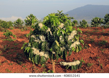 coffee tree blossom with white color flower