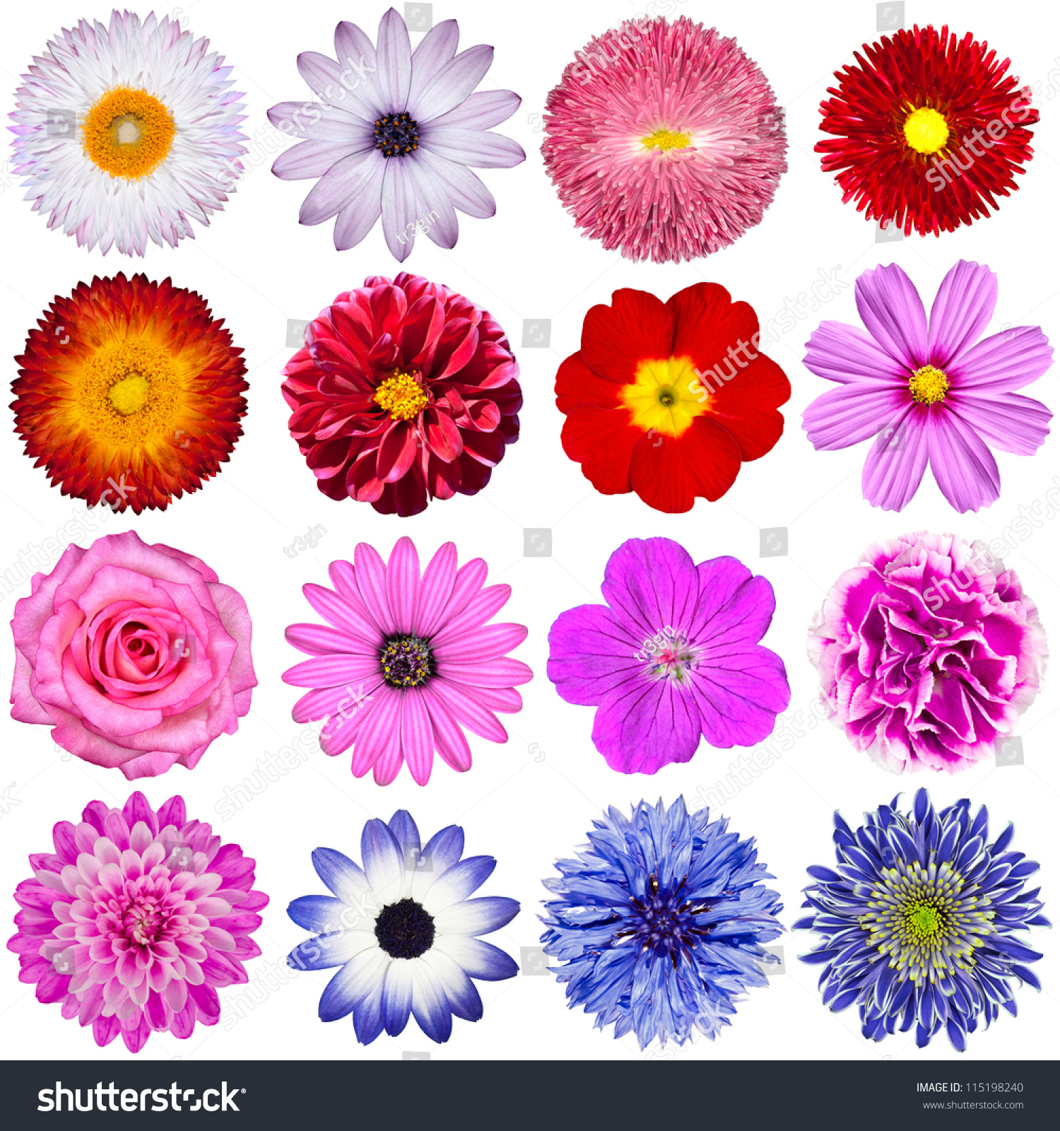 红色,粉色,紫色,白色的颜色包括玫瑰,大丽,万寿菊,zinnia,稻草花