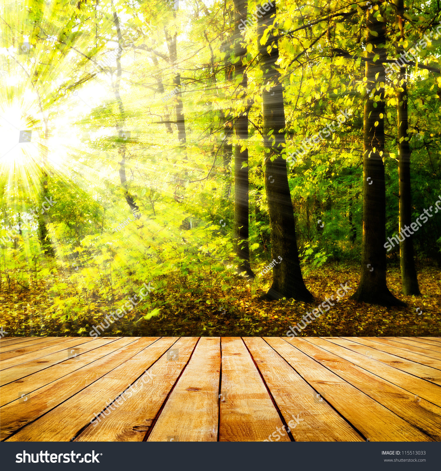 美丽的阳光在秋季森林和木板条地板上