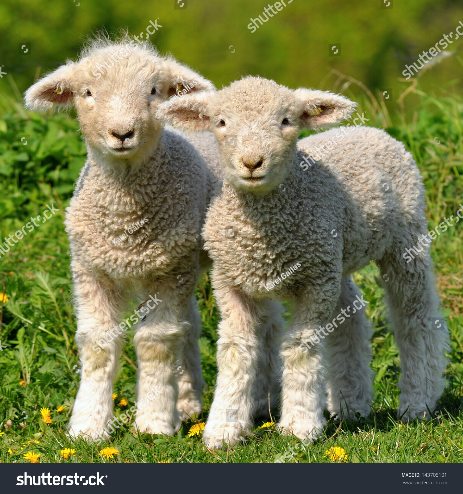 两只可爱的小羊羔-动物/野生生物,自然-海洛创意(hellorf)