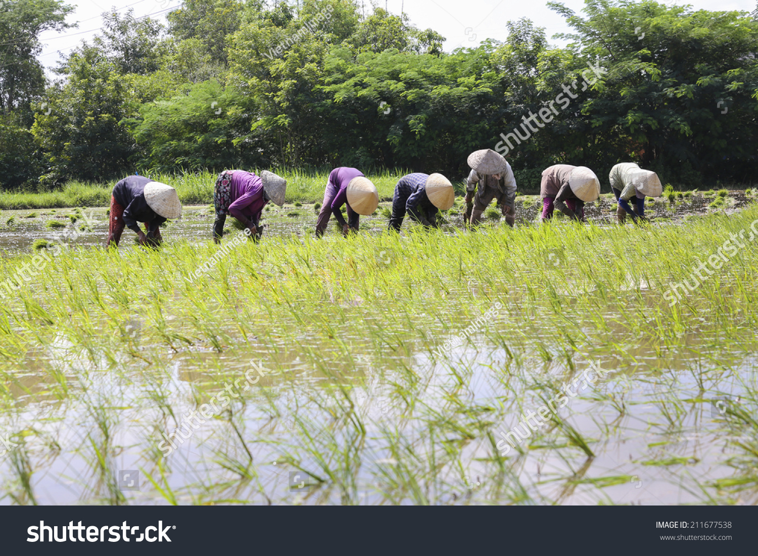 原标题 long an, vietnam- : group of vietnamese farmer sow rie