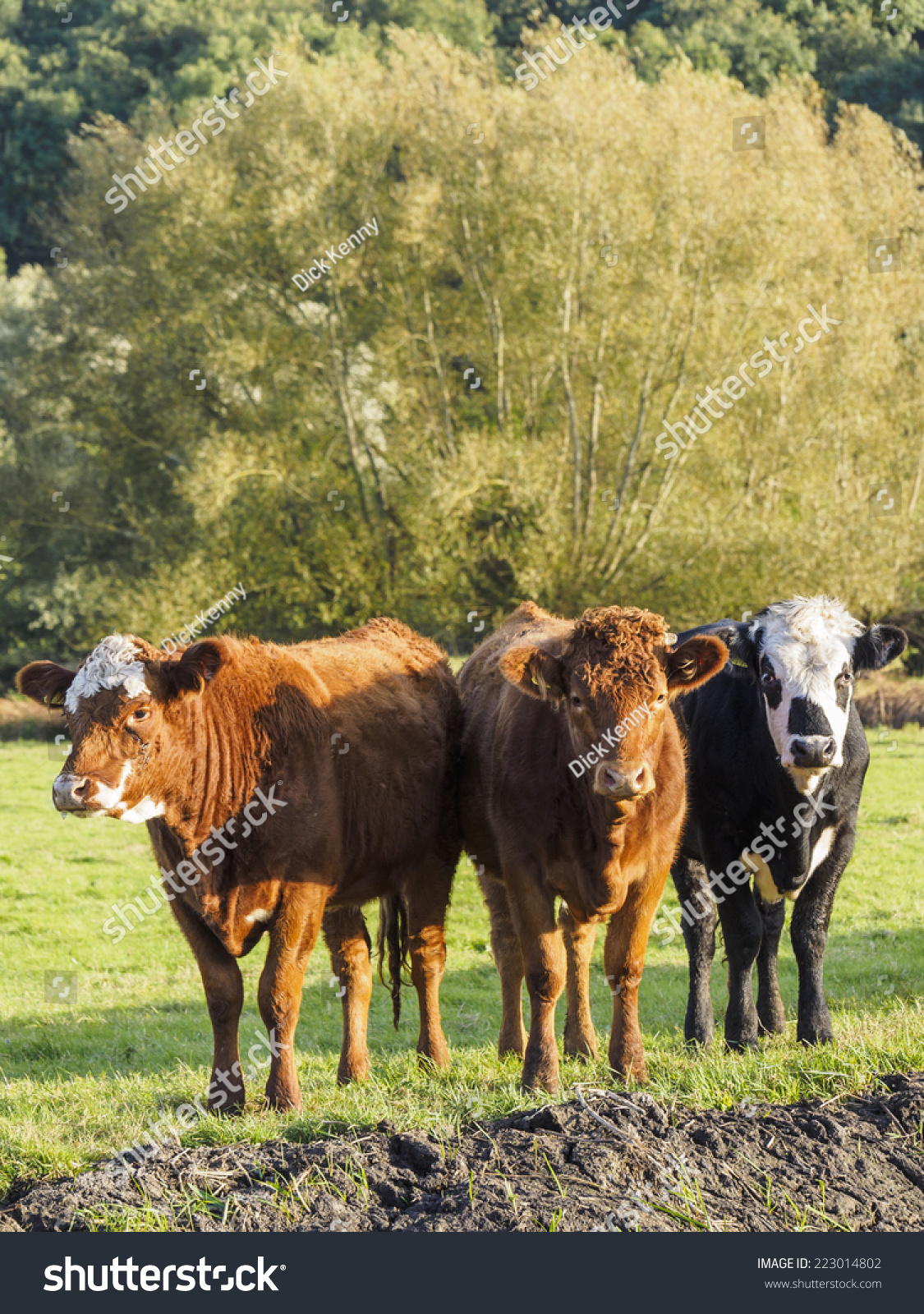 三个多的公牛犊在西方sedgemoor萨默塞特的水平-动物/野生生物,食品及
