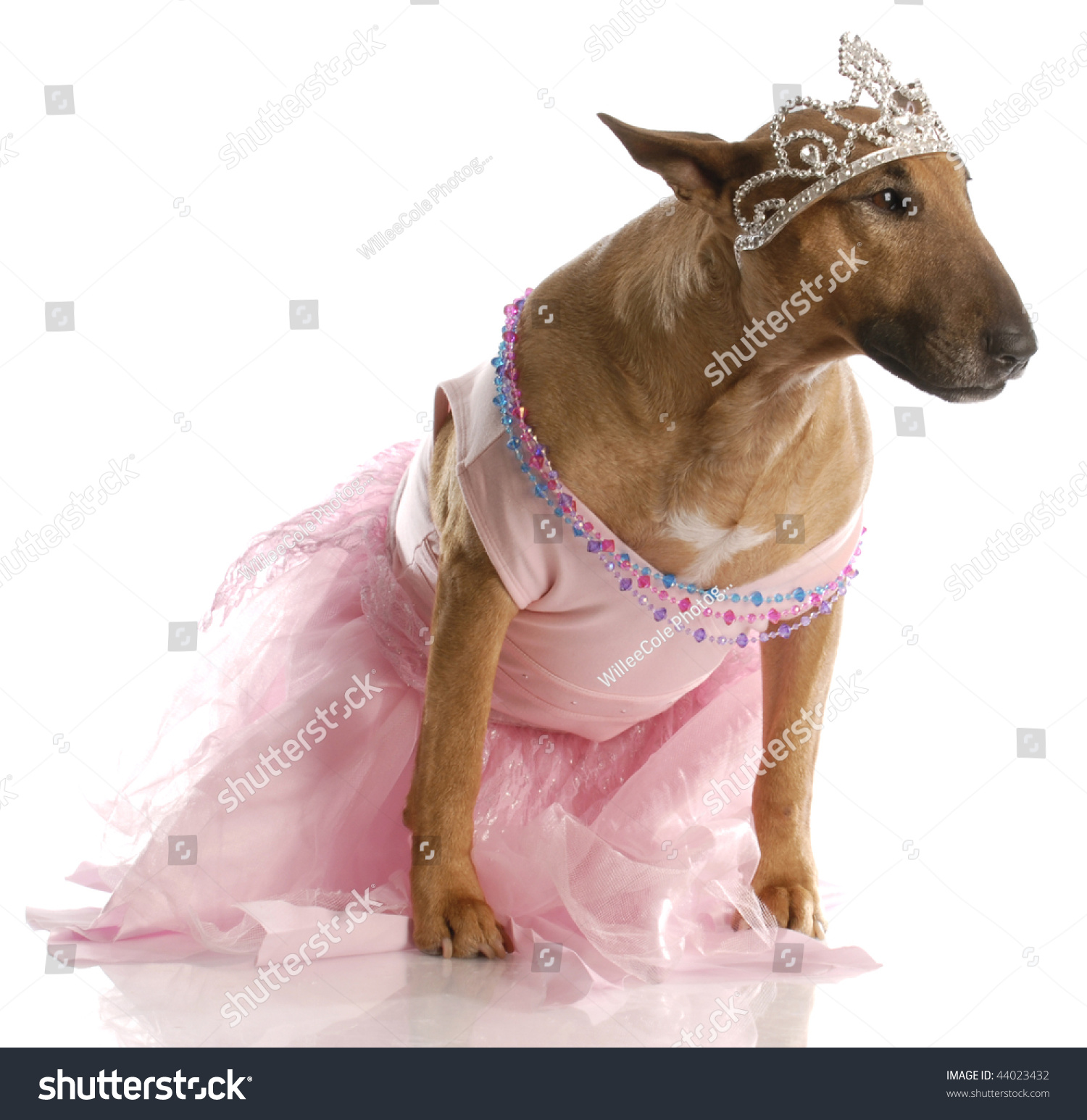 female bull terrier dressed up in ballerina tutu