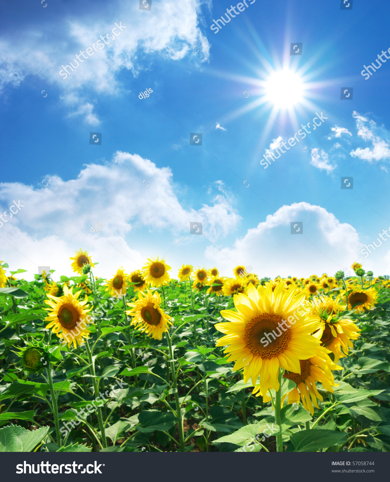 阳光向日葵 微信图片