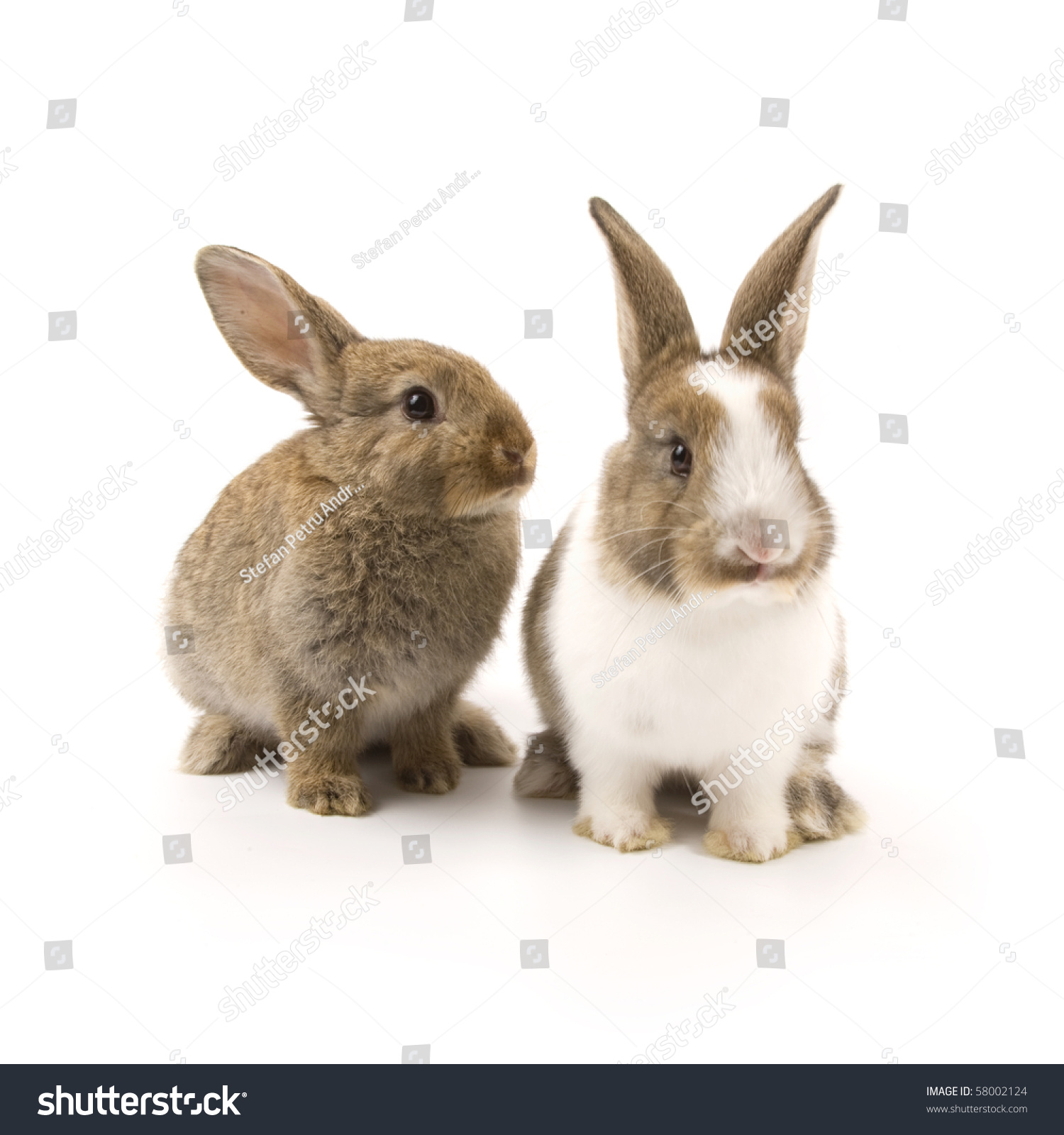 两个可爱的兔子孤立在白色背景