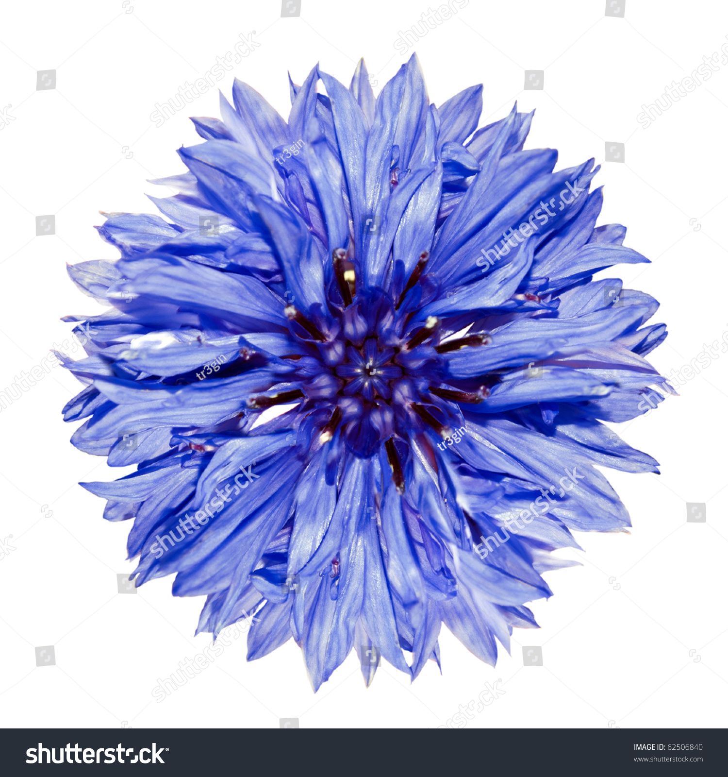 single blue cornflower - blue centaurea cyanus isolated on white
