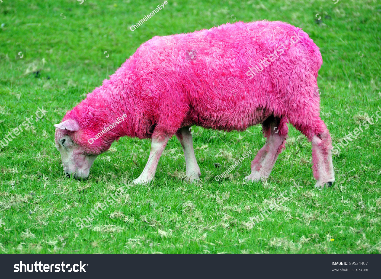 粉红色的羊在吃草在新西兰一个绿色领域-动物/野生生物,自然-海洛创意